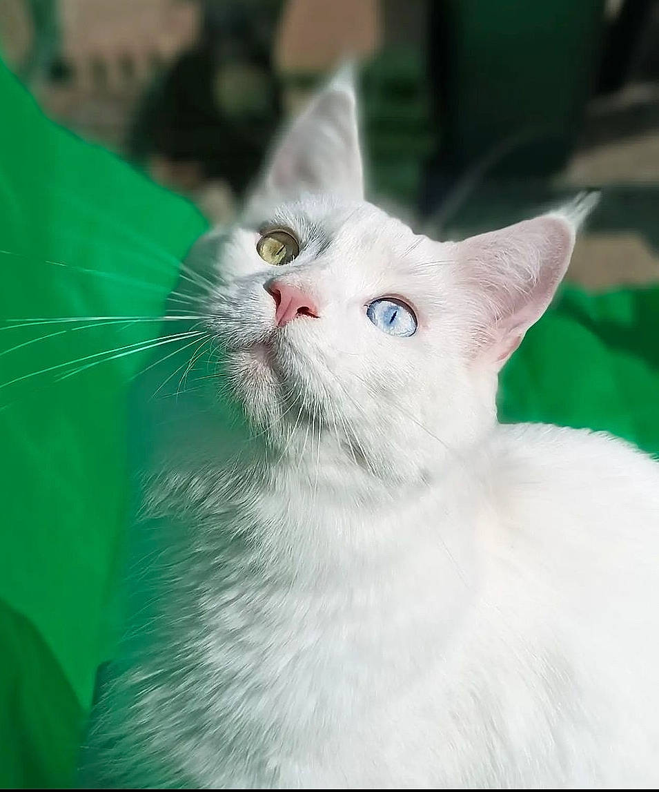 Titania a rejoint le concours — aidez-le/la à gagner de superbes lots ! carnivore, cat, close_up, domestic_short_haired_cat, eye, fang, felidae, fur, head, small_to_medium_sized_cats, snout, whiskers