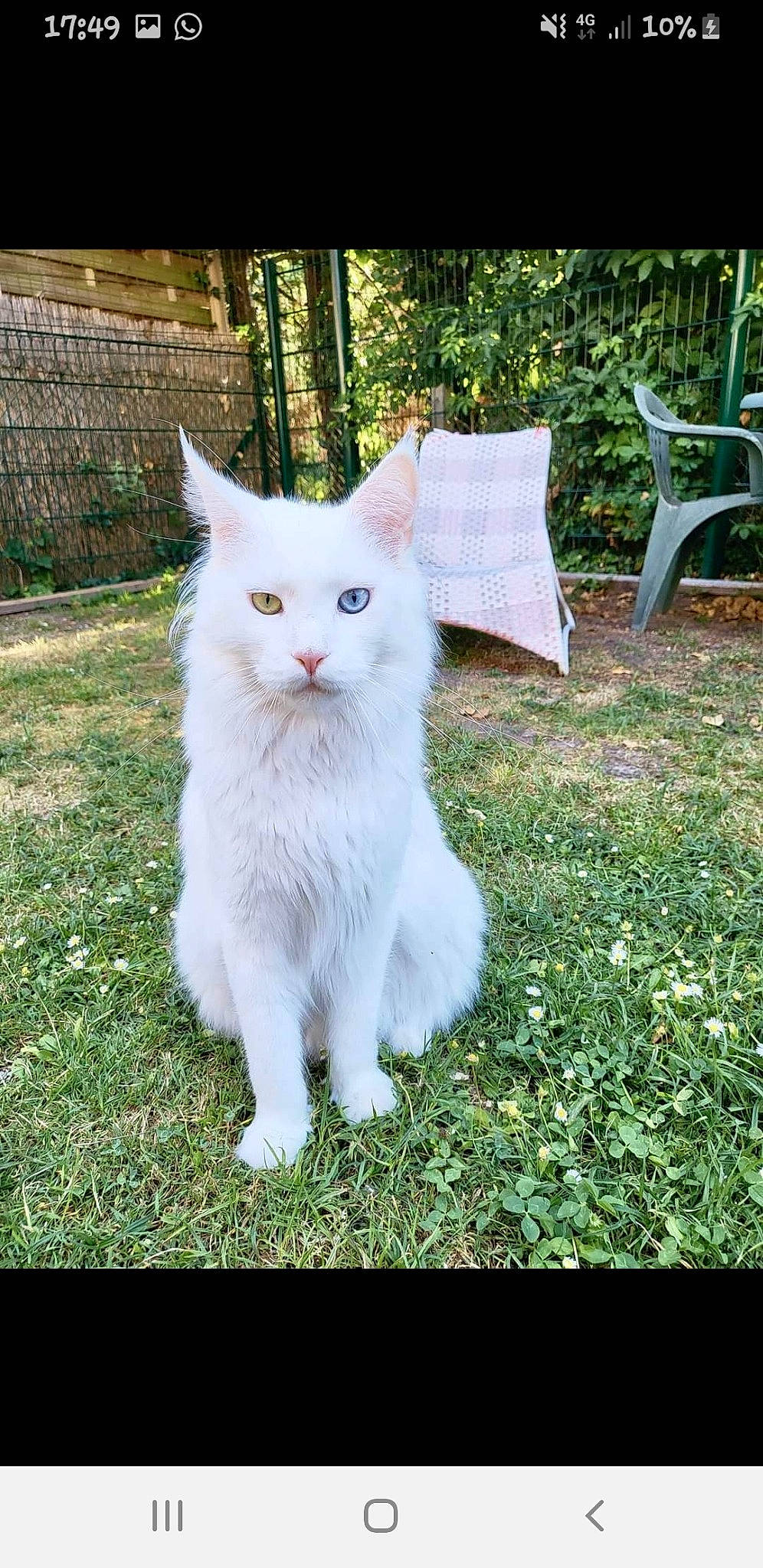 Titania participe au concours pour gagner de l'argent avec cette photo : art, carnivore, cat, chair, domestic_short_haired_cat, eye, felidae, fur, grass, green, groundcover, outdoor_furniture, plant, small_to_medium_sized_cats, snout, tail, terrestrial_animal, tree, whiskers
