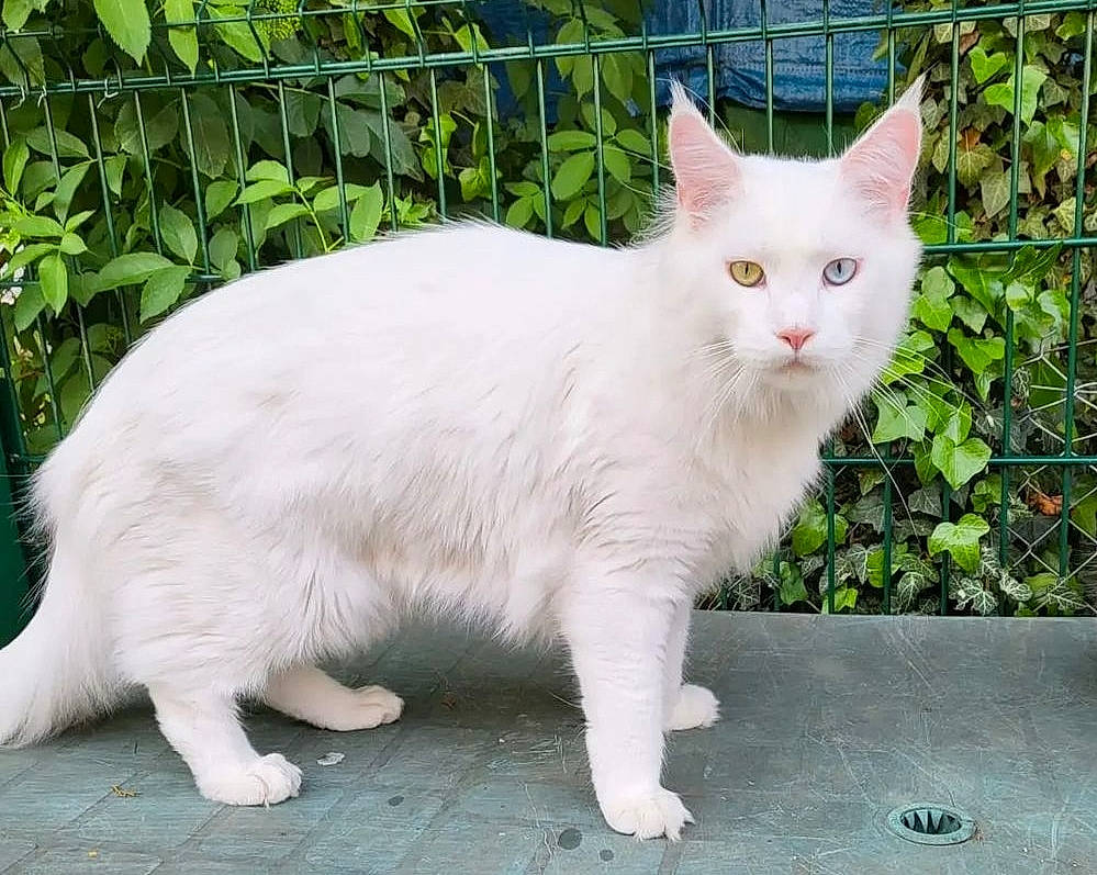 Titania participe au concours pour gagner de l'argent avec cette photo : carnivore, cat, claw, domestic_short_haired_cat, fawn, felidae, fence, fur, grass, paw, plant, small_to_medium_sized_cats, snout, tail, terrestrial_animal, whiskers