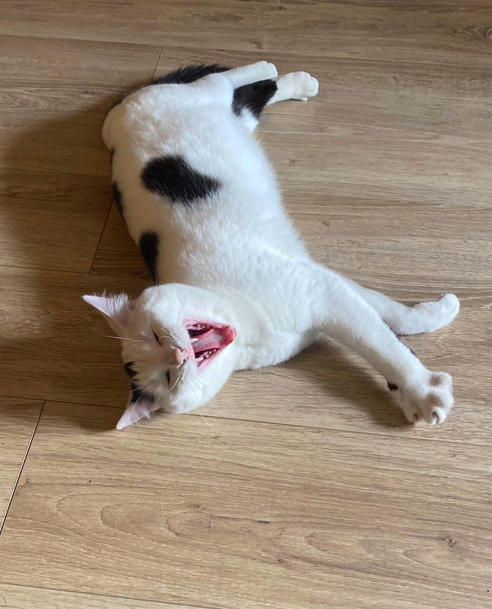 Jules a rejoint le concours — aidez-le/la à gagner de superbes lots ! canidae, carnivore, cat, claw, companion_dog, dog_breed, domestic_short_haired_cat, felidae, flooring, fur, hardwood, paw, pet_supply, small_to_medium_sized_cats, sporting_group, tail, terrestrial_animal, whiskers, wood, working_animal