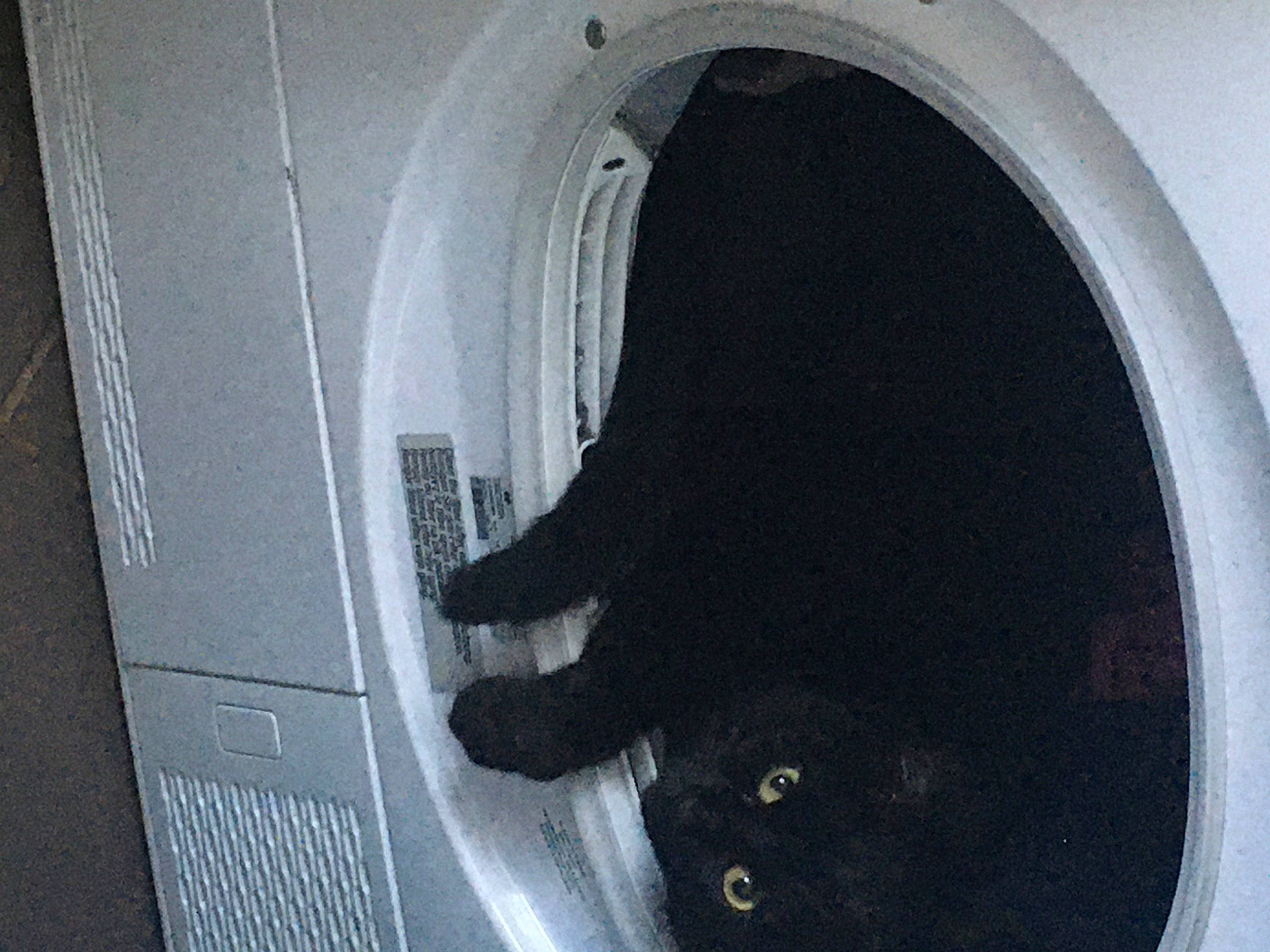 Biscotte participe au concours pour gagner de l'argent avec cette photo : arch, automotive_tire, canidae, carnivore, circle, dog_breed, felidae, fender, fur, grey, pet_supply, rim, small_to_medium_sized_cats, sporting_group, tail, tints_and_shades, vehicle_door, washing_machine, whiskers, window