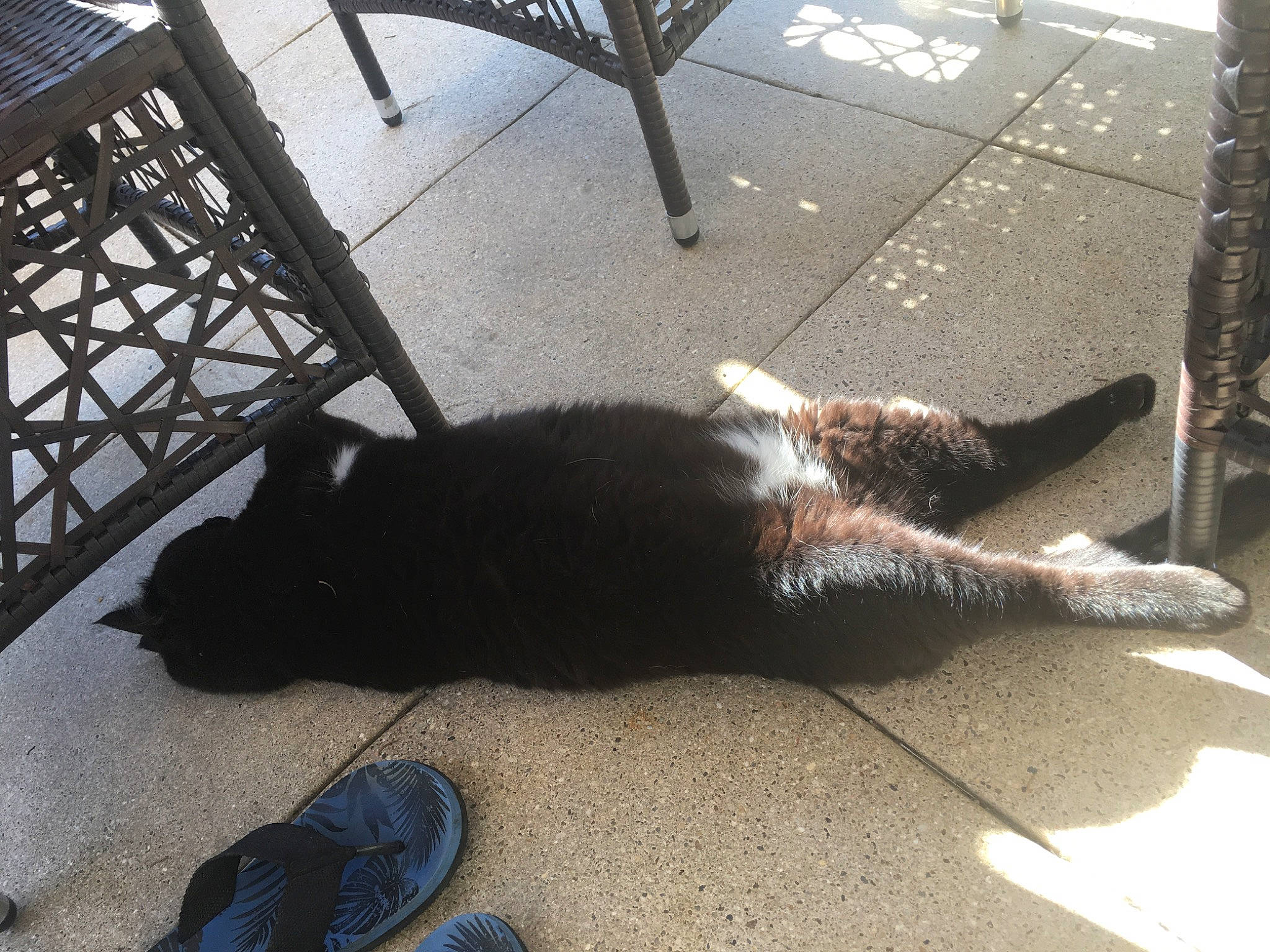 Biscotte participe au concours pour gagner de l'argent avec cette photo : black, carnivore, cat, comfort, dog_breed, domestic_short_haired_cat, felidae, floor, flooring, grey, mammal, metal, road_surface, small_to_medium_sized_cats, snout, tail, tints_and_shades, walking_shoe, whiskers, wood