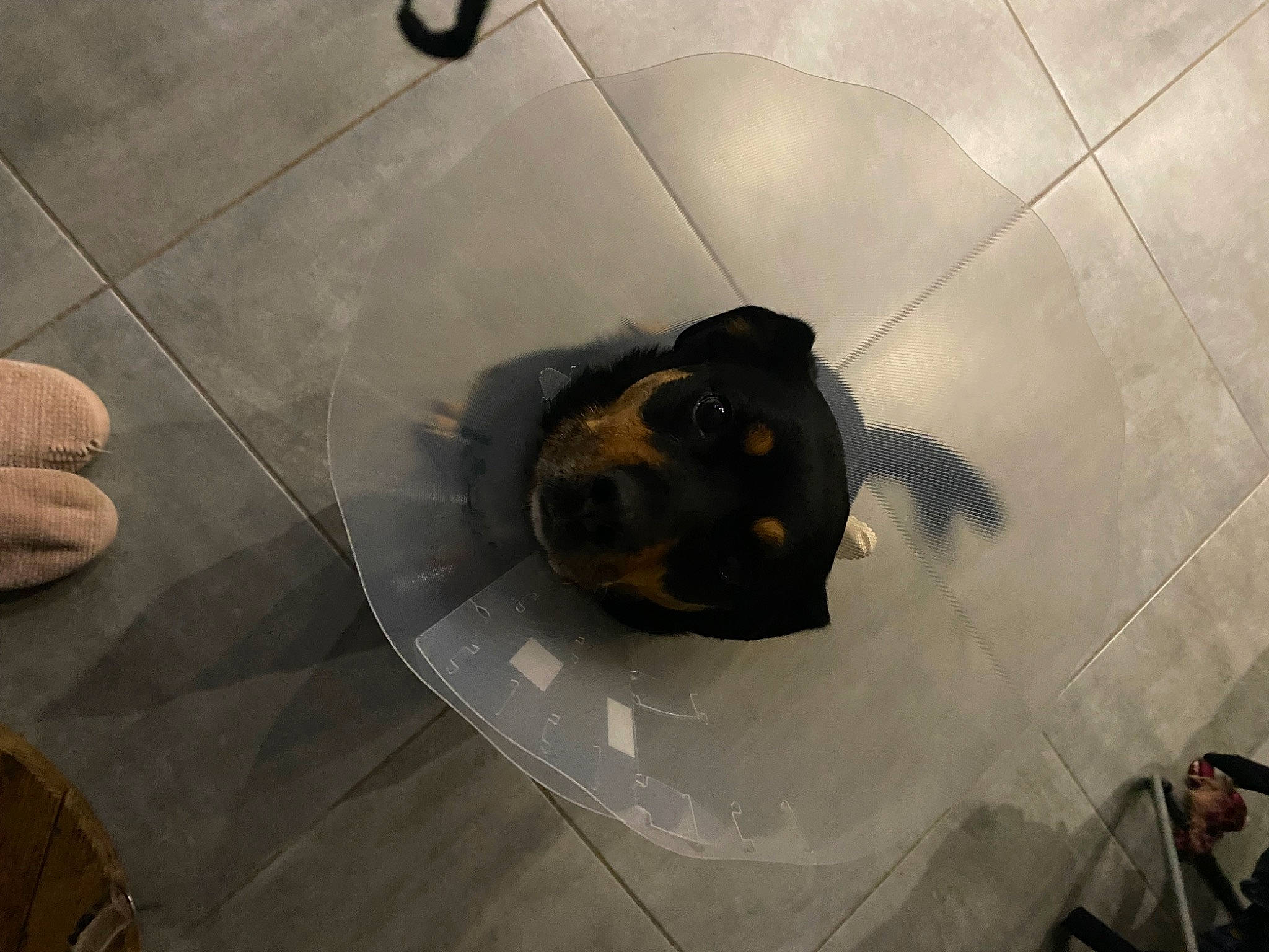 Kena a rejoint le concours — aidez-le/la à gagner de superbes lots ! canidae, circle, dog_breed, felidae, floor, flooring, foot, fur, metal, plumbing_fixture, reflection, shadow, snout, sporting_group, tail, terrestrial_animal, tile, tourist_attraction, whiskers, wood