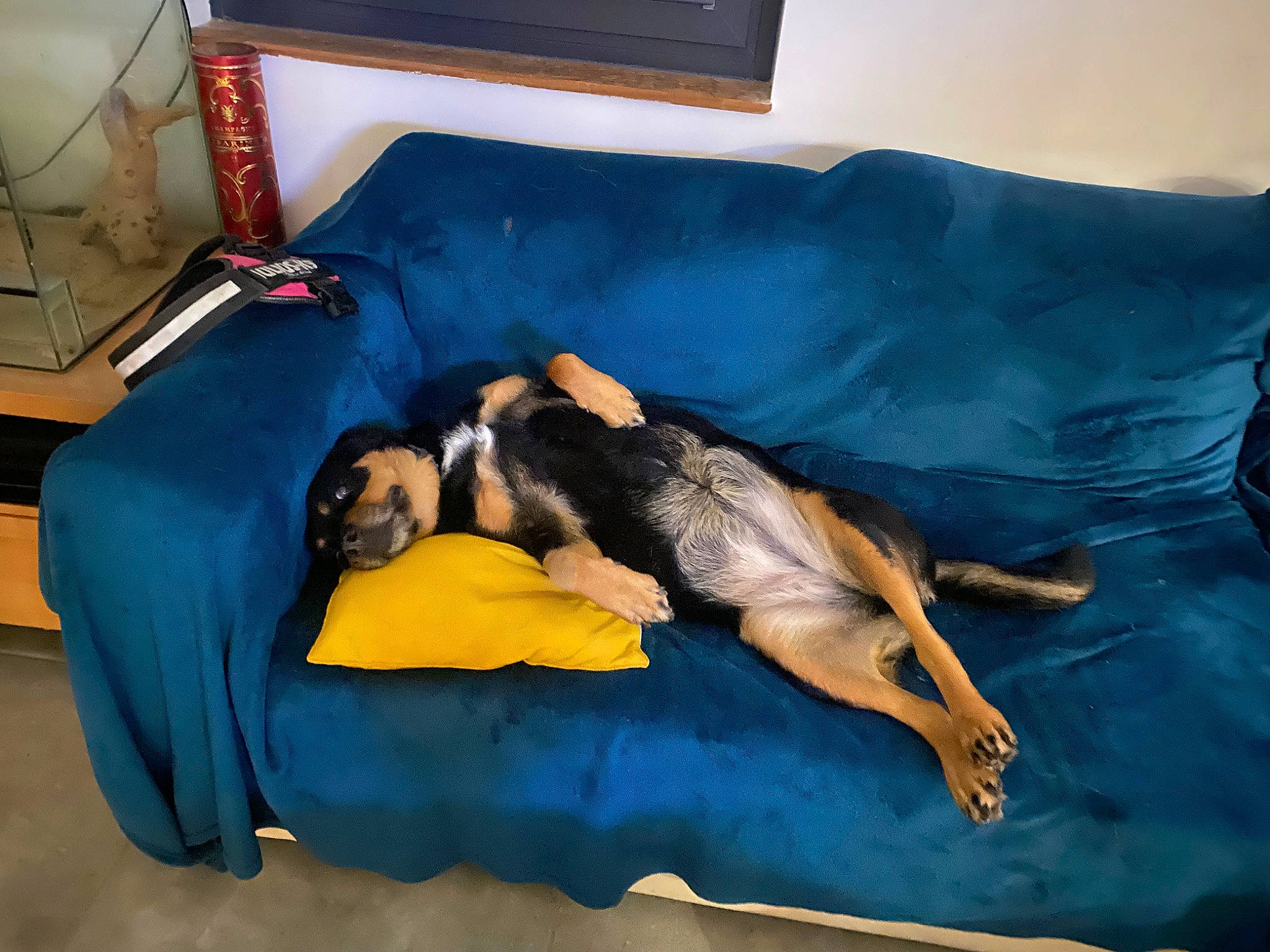 Kena participe au concours pour gagner de l'argent avec cette photo : bed, bed_sheet, bedding, canidae, carnivore, comfort, companion_dog, couch, dog, dog_breed, dog_supply, fawn, flooring, linens, nap, room, sporting_group, studio_couch, tail, working_animal