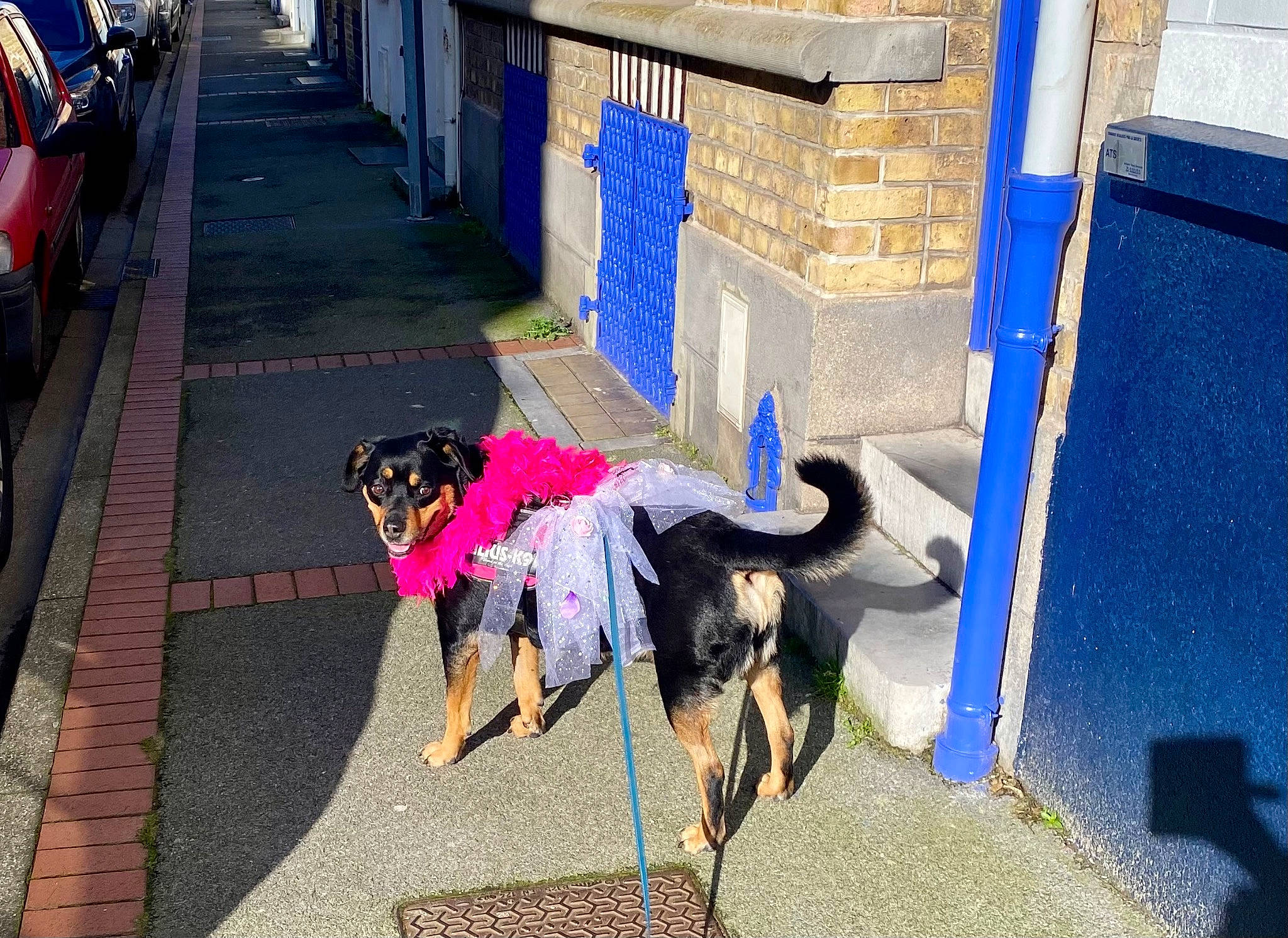 Kena participe au concours pour gagner de l'argent avec cette photo : art, asphalt, automotive_lighting, blue, building, carnivore, city, dog, dog_breed, fawn, flooring, human_settlement, road, road_surface, sidewalk, street, tail, tire, wall, working_animal