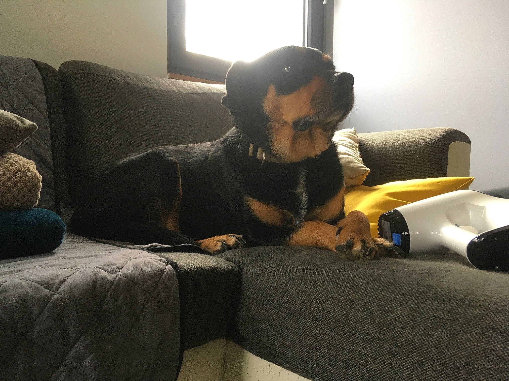 Kena a rejoint le concours — aidez-le/la à gagner de superbes lots ! bored, carnivore, comfort, companion_dog, couch, dog, dog_breed, fawn, floor, flooring, grey, hardwood, living_room, room, sitting, snout, studio_couch, tints_and_shades, wood, working_animal