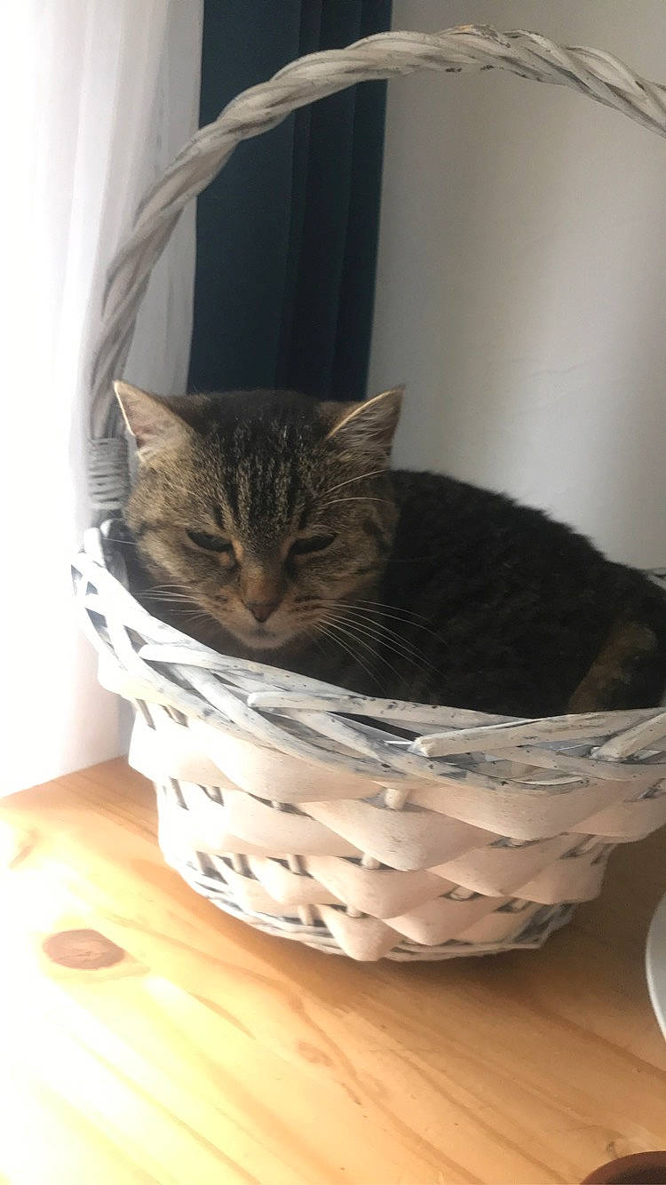 Mimi a rejoint le concours — aidez-le/la à gagner de superbes lots ! basket, carnivore, cat, cat_supply, comfort, domestic_short_haired_cat, felidae, flooring, fur, grey, hardwood, pet_supply, serveware, small_to_medium_sized_cats, snout, tail, terrestrial_animal, whiskers, wood, wood_stain