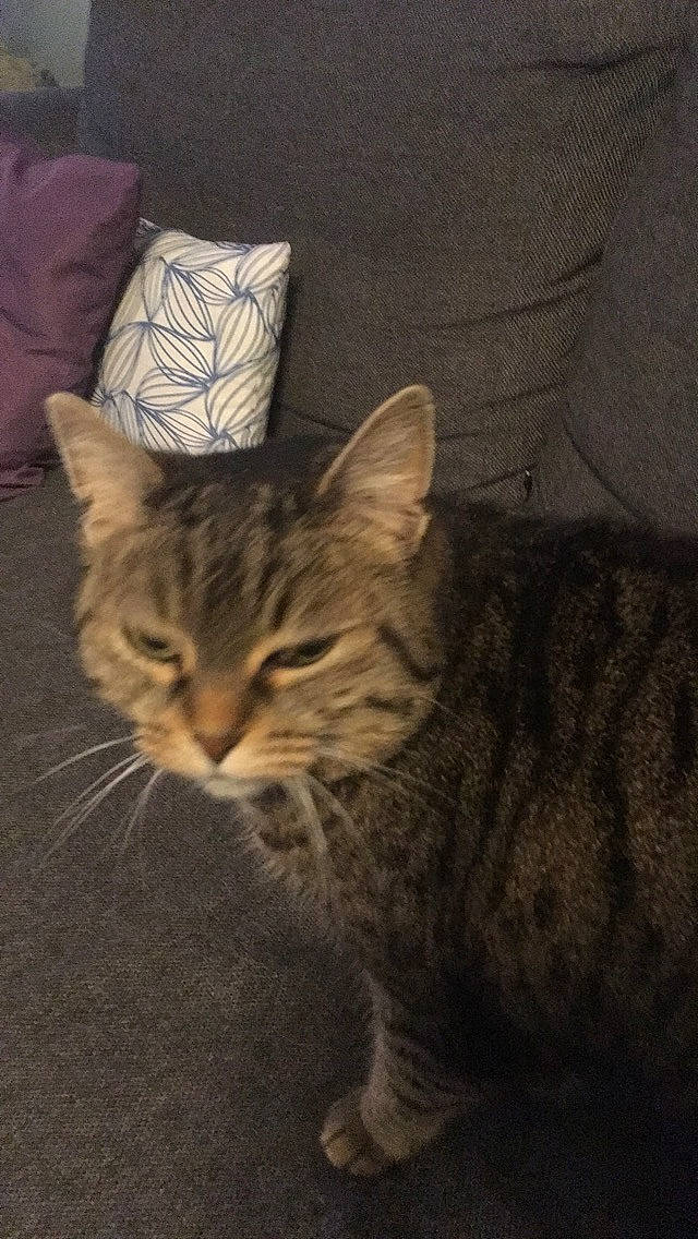 Mimi participe au concours pour gagner de l'argent avec cette photo : carnivore, cat, claw, comfort, couch, darkness, domestic_short_haired_cat, felidae, fur, linens, paw, small_to_medium_sized_cats, snout, tail, tree, whiskers, wildlife, window, wood