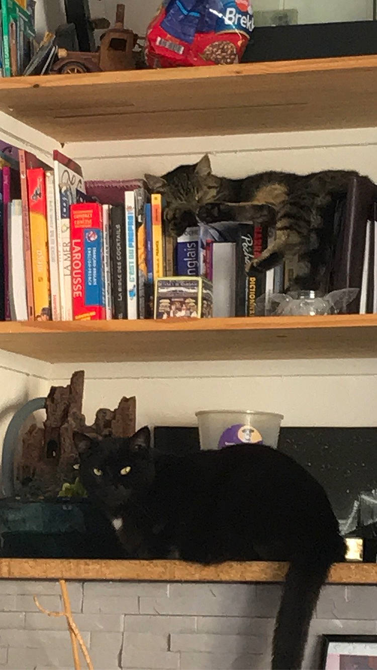 Mimi participe au concours pour gagner de l'argent avec cette photo : black, bombay, book, bookcase, brown, carnivore, cat, felidae, furniture, grey, hardwood, interior_design, living_room, property, publication, rectangle, shelf, shelving, small_to_medium_sized_cats, wood