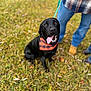 dog, black_dog, bandana, grass, outdoor, pet, tongue_out, happy, animal, canine, leash, person, jeans, boots, blurred_background, nature, smiling, portrait, sitting, fall