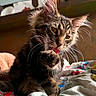 cat, kitten, fluffy, long_hair, tabby, brown_fur, whiskers, ears, paws, tongue, grooming, sitting, indoors, bed, blanket, sunlight, portrait, pet, animal, close_up