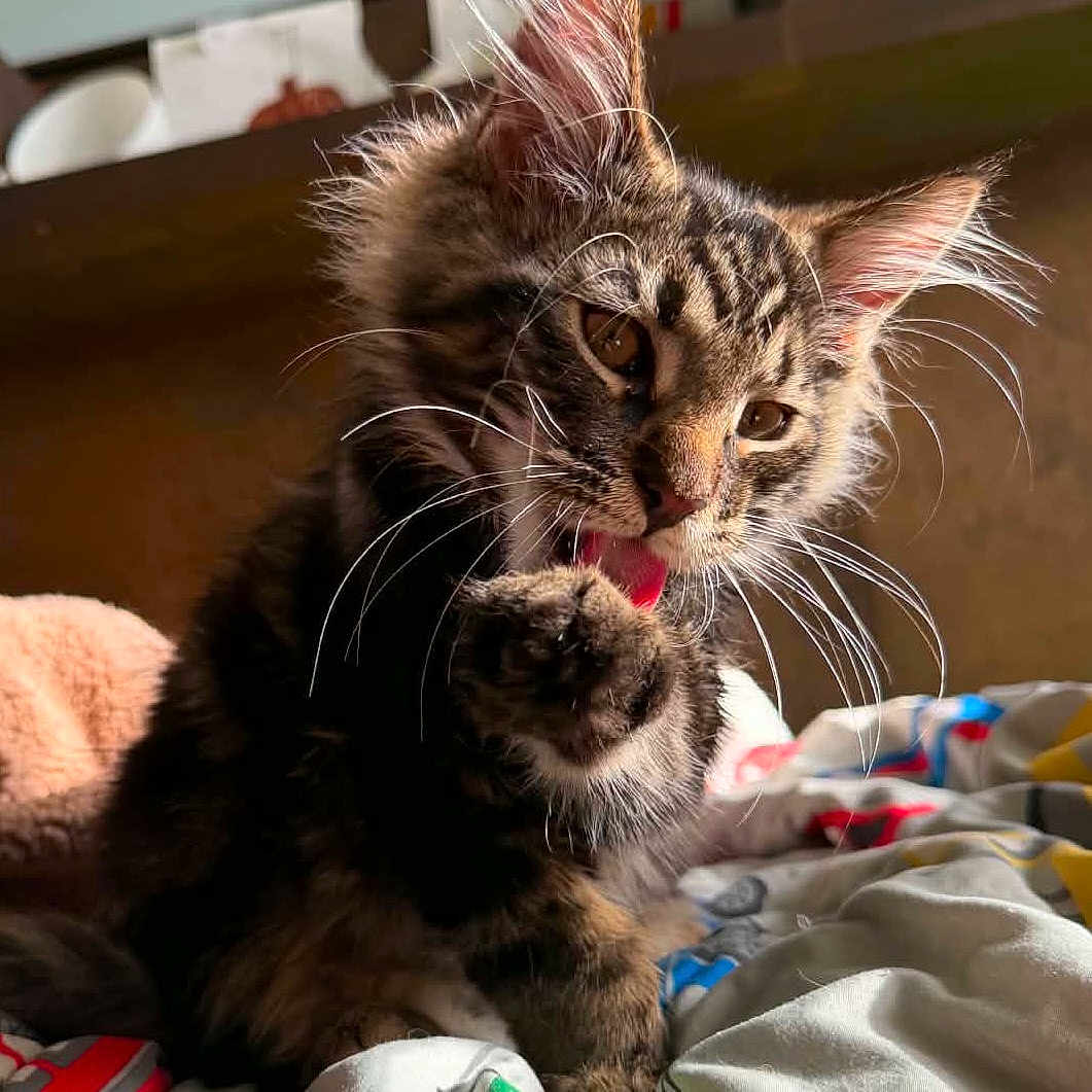 Lynx is registered to the contest to win money with this photo: cat, kitten, fluffy, long_hair, tabby, brown_fur, whiskers, ears, paws, tongue, grooming, sitting, indoors, bed, blanket, sunlight, portrait, pet, animal, close_up