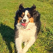 Texane participe au concours pour gagner de l'argent avec cette photo : dog, running, grass, outdoor, happy, tongue_out, ears_up, tricolor, sunny, nature, animal, pet, playful, active, daytime, mammal, grass_field, energetic, fur, canine