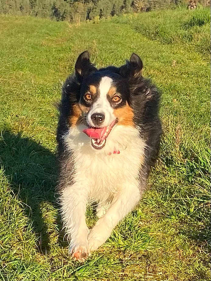 Texane participe au concours pour gagner de l'argent avec cette photo : dog, running, grass, outdoor, happy, tongue_out, ears_up, tricolor, sunny, nature, animal, pet, playful, active, daytime, mammal, grass_field, energetic, fur, canine