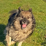 Sunny a rejoint le concours — aidez-le/la à gagner de superbes lots ! animal, canine, daytime, dog, ears, energetic, fur, grass, grassland, happy, joyful, mammal, motion, nature, outdoor, pet, playful, running, sunlight, tongue