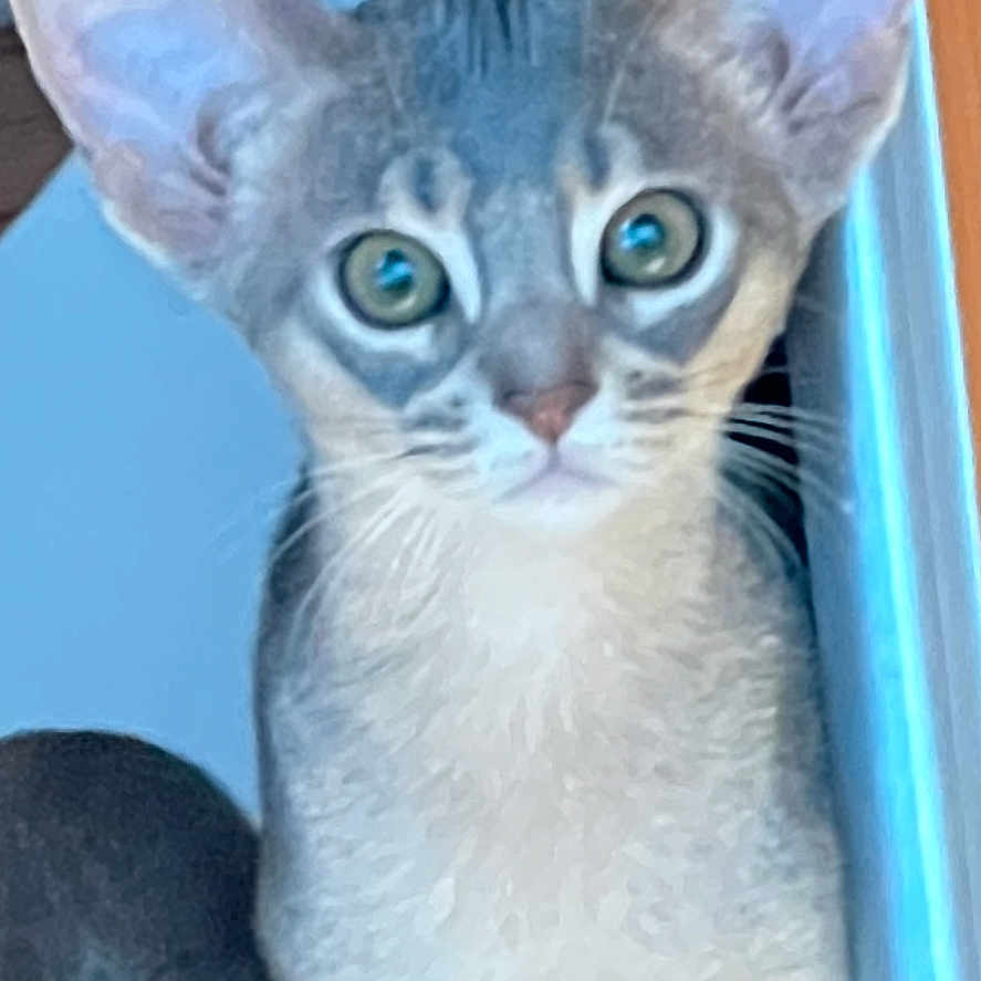 Améthyste a rejoint le concours — aidez-le/la à gagner de superbes lots ! abyssinian, animal, bird, cat, kitten, manx, penguin, pet, siamese