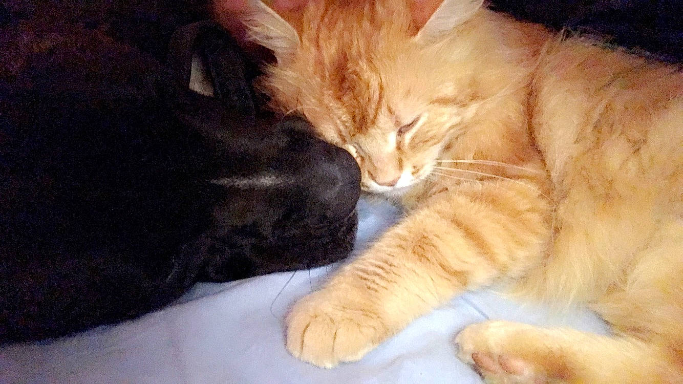 Sky a rejoint le concours — aidez-le/la à gagner de superbes lots ! carnivore, cat, claw, cymric, domestic_long_haired_cat, domestic_short_haired_cat, european_shorthair, felidae, fur, german_rex, kitten, kurilian_bobtail, mammal, norwegian_forest_cat, paw, polydactyl_cat, small_to_medium_sized_cats, snout, tail, whiskers