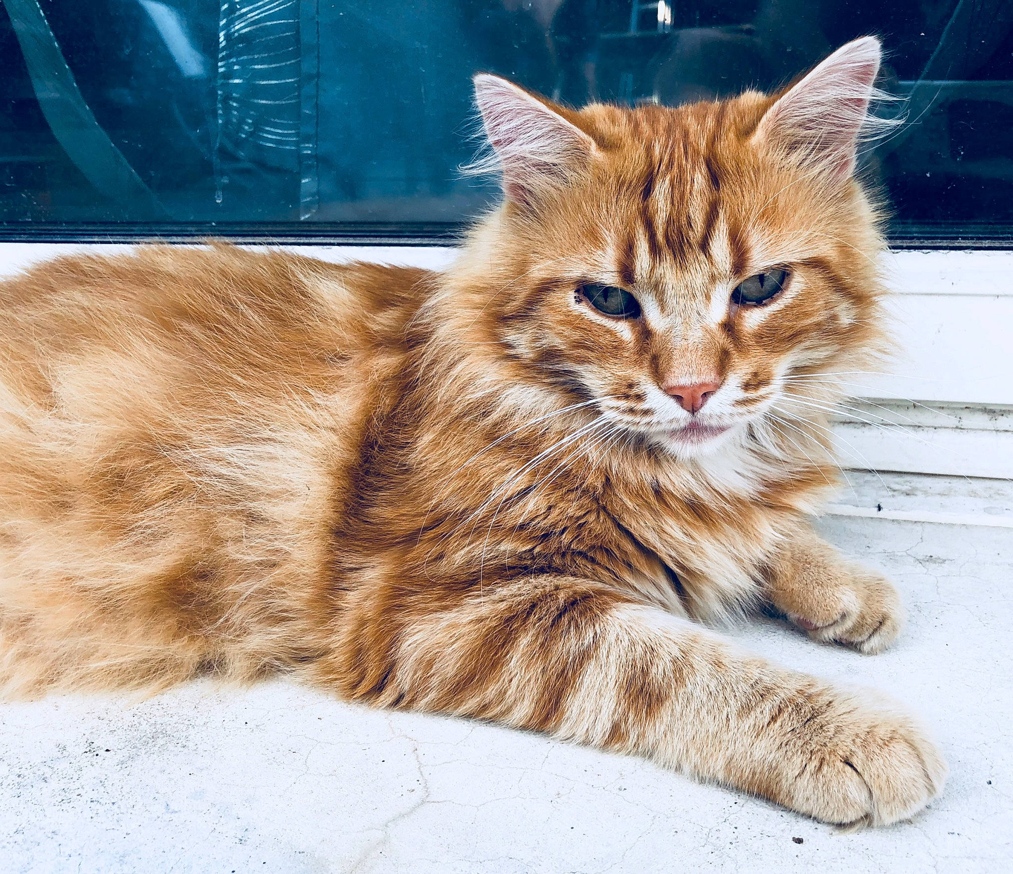 Sky a rejoint le concours — aidez-le/la à gagner de superbes lots ! aegean_cat, carnivore, cat, cymric, domestic_short_haired_cat, dragon_li, ear, european_shorthair, eye, fawn, felidae, fur, kitten, maine_coon, mammal, pixie_bob, small_to_medium_sized_cats, tabby_cat, vertebrate, whiskers