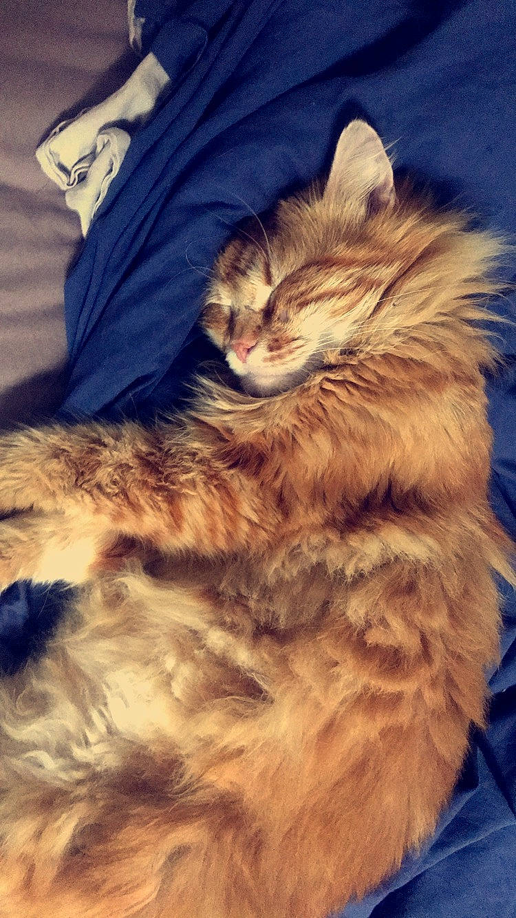 Sky a rejoint le concours — aidez-le/la à gagner de superbes lots ! american_bobtail, asian_semi_longhair, carnivore, cat, cymric, domestic_long_haired_cat, european_shorthair, felidae, fur, kitten, maine_coon, norwegian_forest_cat, pixie_bob, ragamuffin, siberian, sky, small_to_medium_sized_cats, somali, tabby_cat, whiskers