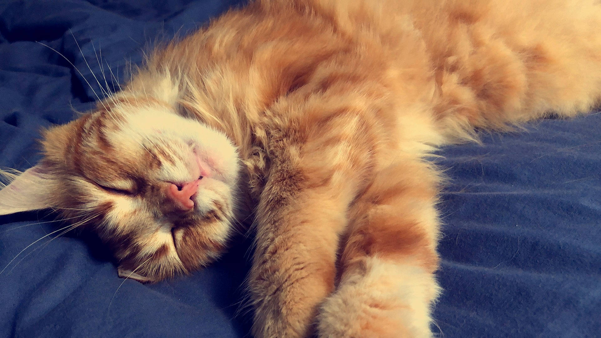 Sky participe au concours pour gagner de l'argent avec cette photo : carnivore, cat, claw, close_up, domestic_long_haired_cat, ear, eye, felidae, fur, kitten, nap, nose, paw, photography, polydactyl_cat, sky, sleep, small_to_medium_sized_cats, snout, whiskers