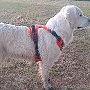 Samba participe au concours pour gagner de l'argent avec cette photo : alert, animal, canine, daylight, dog, domestic_animal, ears, field, fur, grass, leash_harness, muzzle, nature, outdoor, pet, side_view, standing, tail, walking, white_dog