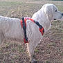 alert, animal, canine, daylight, dog, domestic_animal, ears, field, fur, grass, leash_harness, muzzle, nature, outdoor, pet, side_view, standing, tail, walking, white_dog
