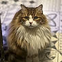 cat, fluffy, long_hair, pet, animal, indoor, floor, patterned_floor, sitting, looking, curious, cute, feline, whiskers, ears, tail, domestic_cat, mammal, portrait, close_up