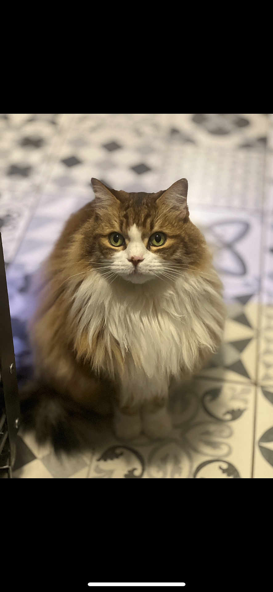 Lino participe au concours pour gagner de l'argent avec cette photo : cat, fluffy, long_hair, pet, animal, indoor, floor, patterned_floor, sitting, looking, curious, cute, feline, whiskers, ears, tail, domestic_cat, mammal, portrait, close_up
