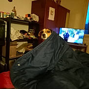 Peneloppe participe au concours pour gagner de l'argent avec cette photo : black, blanket, brown, cabinet, clutter, coat, container, curious, dog, evening, face, furniture, indoor, living_room, papers, person_on_tv, pet, shelf, television, window