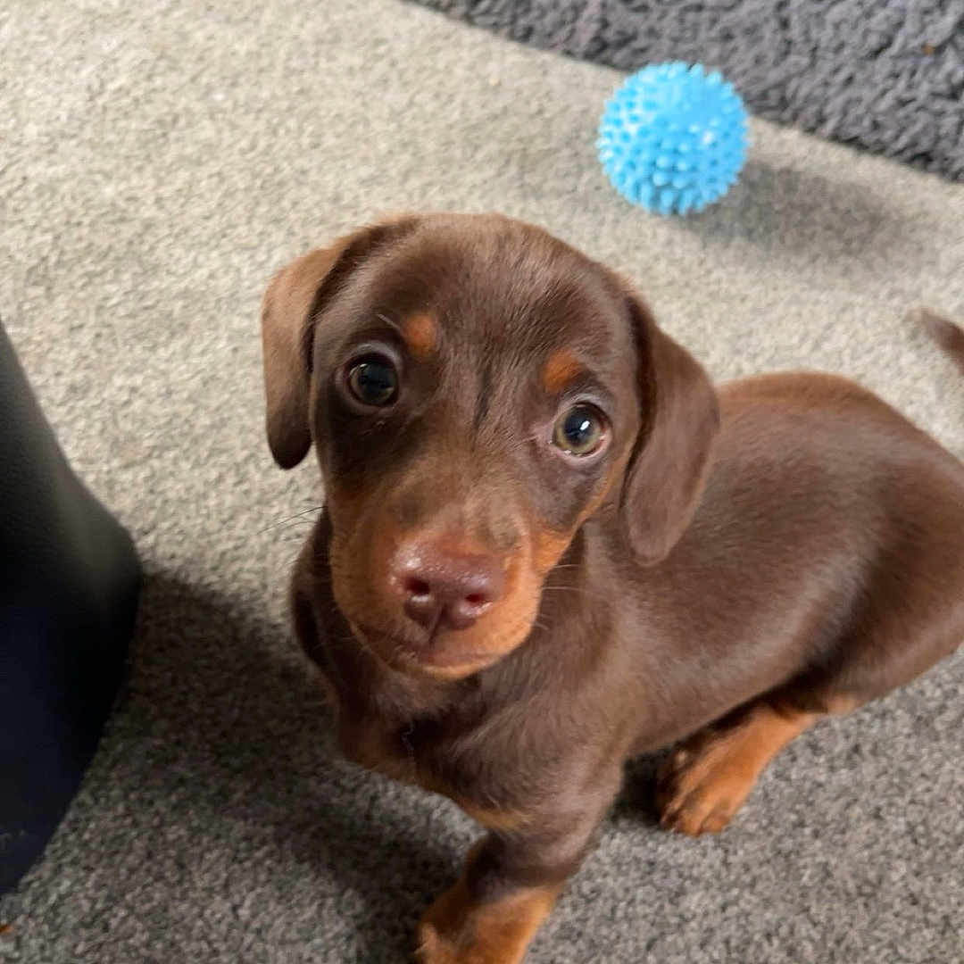 Peanut joined the competition — help win amazing prizes! animal, blue_ball, brown, carpet, cute, dog, domestic, ears, eyes, floor, fur, indoor, looking_up, nose, pet, playful, puppy, small, toy, young