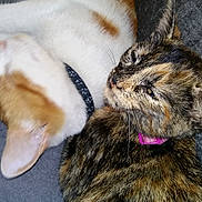 Aayla a rejoint le concours — aidez-le/la à gagner de superbes lots ! cat, cat_like_mammal, claw, fauna, fur, kitten, paw, small_to_medium_sized_cats, whiskers