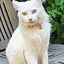 cat, white_cat, heterochromia, blue_eye, yellow_eye, sitting, bench, outdoor, garden, greenery, fur, pet, animal, fluffy, collar, cute, portrait, nature, whiskers, relaxed