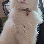 Mya a rejoint le concours — aidez-le/la à gagner de superbes lots ! cat, white_cat, fluffy, heterochromia, green_eye, blue_eye, pet, collar, bell, indoor, portrait, feline, sitting, close_up, fur, whiskers, animal, cute, domestic_animal, soft_lighting