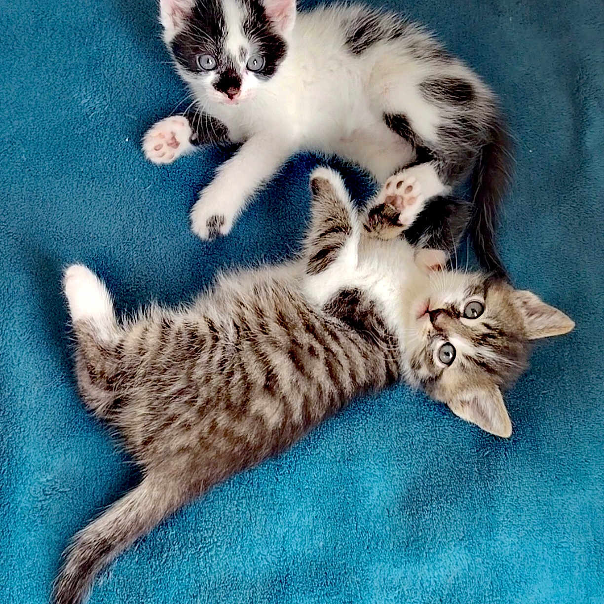 Sora Thor a rejoint le concours — aidez-le/la à gagner de superbes lots ! adorable, animal, black_and_white, blanket, blue_background, cat, cute, ears, eyes, feline, fur, indoor, kitten, lying_down, paws, pet, tabby, tail, whiskers, young