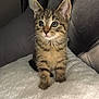 kitten, cat, tabby, feline, pet, animal, cute, fluffy, whiskers, ears, eyes, soft, blanket, indoor, chair, leather, sitting, young, curious, adorable
