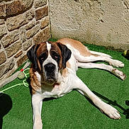 Uschka participe au concours pour gagner de l'argent avec cette photo : dog, saint_bernard, laying_down, green_grass, artificial_turf, stone_wall, beige_wall, sunlight, shadow, toy, rope_toy, tennis_ball, pet, canine, outdoor, relaxed, large_dog, fur, ears, nose