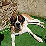 dog, saint_bernard, laying_down, green_grass, artificial_turf, stone_wall, beige_wall, sunlight, shadow, toy, rope_toy, tennis_ball, pet, canine, outdoor, relaxed, large_dog, fur, ears, nose