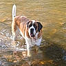 dog, saint_bernard, water, river, outdoor, animal, pet, canine, standing, shallow_water, reflection, sunlight, nature, summer, wet, mammal, fur, tongue, daylight, curious