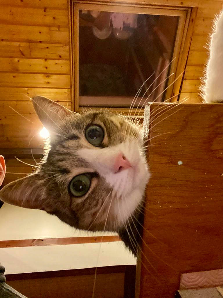 Pouki a rejoint le concours — aidez-le/la à gagner de superbes lots ! asian, box, carnivore, cat, domestic_short_haired_cat, european_shorthair, fawn, felidae, fur, ojos_azules, small_to_medium_sized_cats, snout, tabby_cat, whiskers