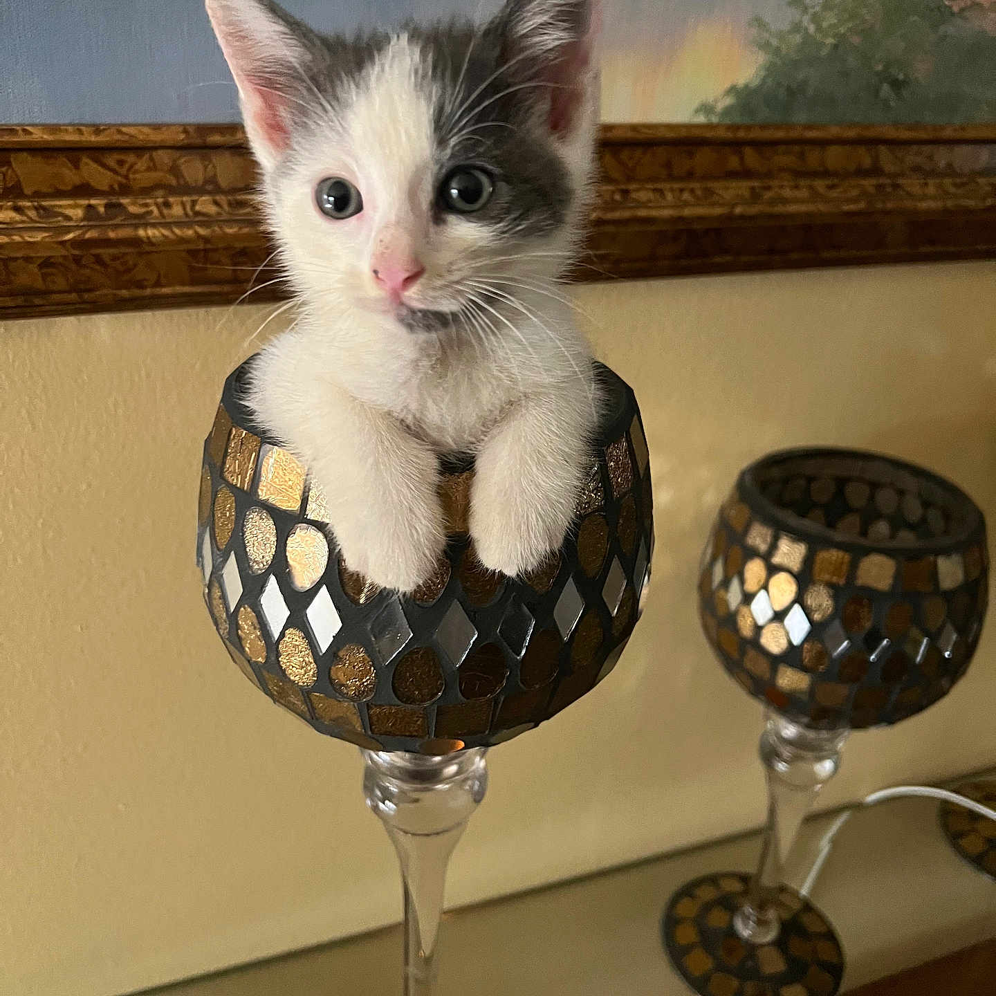 Foula is registered to the contest to win money with this photo: animal, candle, cat, cozy, curious, cute, decor, decorative_goblet, feline, glass, home, indoor, kitten, mosaic_pattern, painting, paws, pet, small, table, wall