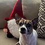 Charlie is registered to the contest to win money with this photo: dog, small_dog, puppy, couch, plush_toy, gnome, red_hat, white_beard, living_room, curtains, indoor, pet, sitting, cute, fur, ears, eyes, snout, cozy, furniture