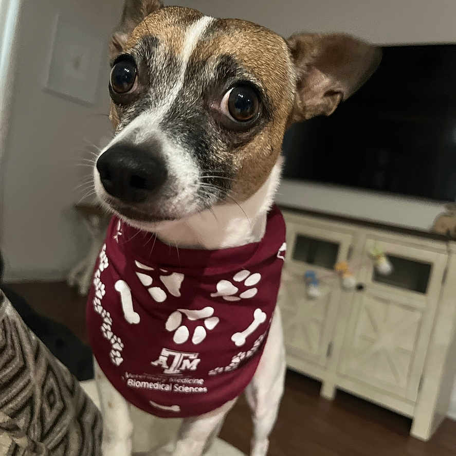Charlie joined the competition — help win amazing prizes! alert, bandana, brown_white_fur, cabinet, close_up, couch, curious, dog, ears_up, face, home, indoor, living_room, maroon, pet, small_dog, television, white_bones, white_paw_prints, wooden_floor