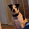 dog, pet, sitting, indoors, black_and_white, short_hair, collar, tag, portrait, looking_at_camera, alert, calm, doorway, vent, wall, floor, bed, blanket, home, animal