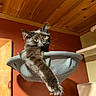 cat, black_cat, pet, indoor, hammock, relaxed, paw, wood_ceiling, orange_wall, feline, fur, whiskers, eye, animal, resting, home, cozy, mesh, cat_tree, cute