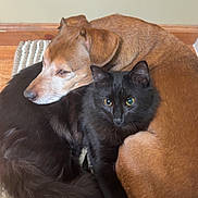 Cosmo is registered to the contest to win money with this photo: dog, cat, black_cat, brown_dog, pet, animal, snuggling, fur, indoor, cozy, resting, friendship, cute, companion, floor, rug, cute_animals, domestic_animal, pair, relaxing