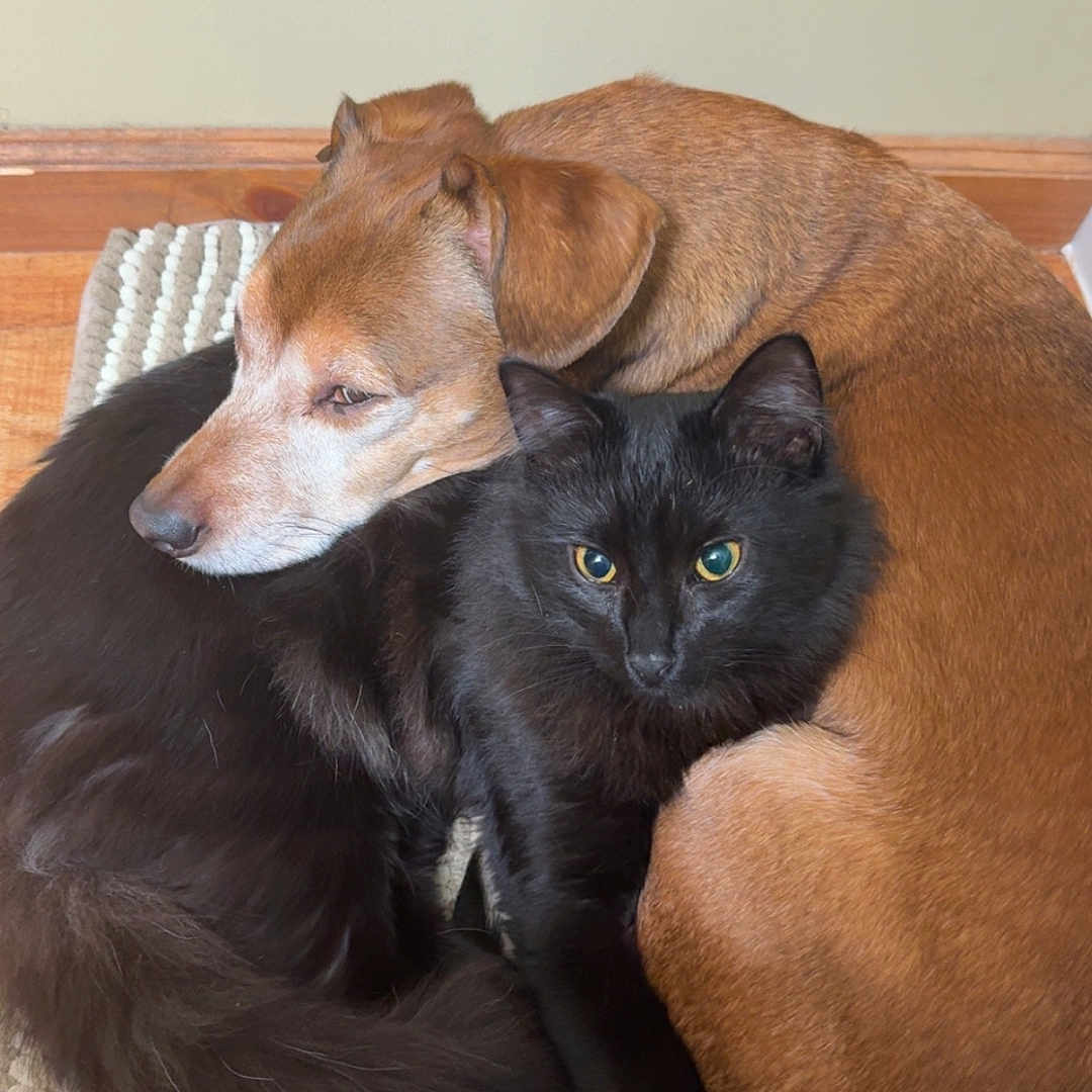 Cosmo is registered to the contest to win money with this photo: dog, cat, black_cat, brown_dog, pet, animal, snuggling, fur, indoor, cozy, resting, friendship, cute, companion, floor, rug, cute_animals, domestic_animal, pair, relaxing