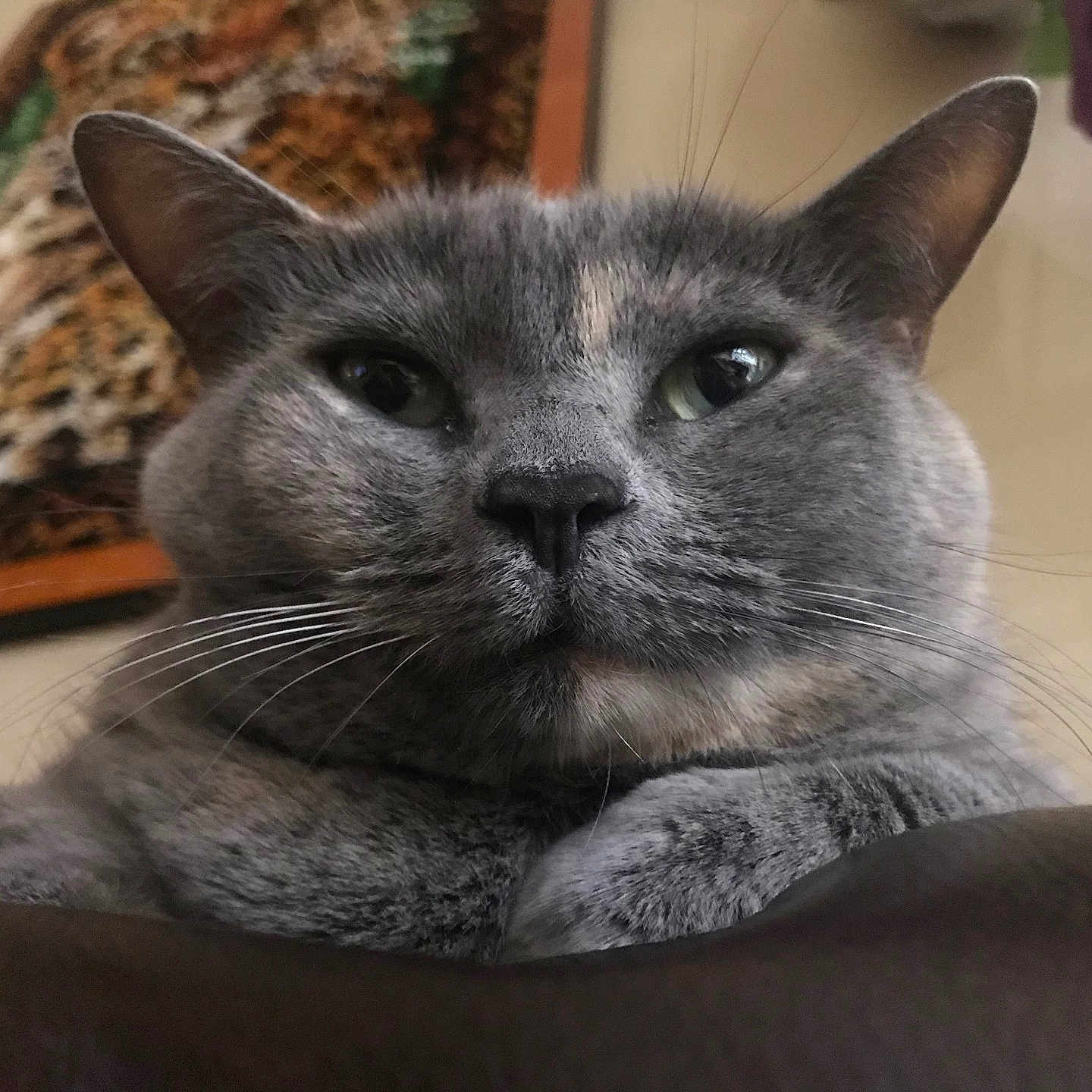 Tye-Dye joined the competition — help win amazing prizes! animal, cat, close_up, cute, domestic, ears, expression, face, feline, fur, gray_cat, indoor, judgmental, nose, pet, portrait, tapestry, texture, unimpressed, whiskers