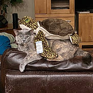 Tye-Dye is registered to the contest to win money with this photo: animal, cat, couch, ears, face, furniture, gray_cat, home_decor, indoor, leather, living_room, pet, plant, plush_turtle, relaxed, resting, tag, toy, whiskers, wooden_cabinet