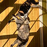 cat, cats, sunlight, shadow, wooden_floor, indoor, relaxing, pets, animal, feline, laying_down, resting, calm, sunbeam, domestic_animal, two_cats, warm_light, tricolor_cat, gray_cat, cozy