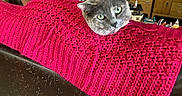 Tye-Dye is registered to the contest to win money with this photo: animal, back_of_head, cat, cozy, curious, feline, gray_cat, green_eyes, home, household_items, indoor, knitted_blanket, leather_sofa, living_room, person, pet, red_blanket, relaxed, sofa, wooden_furniture